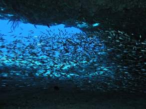 fischschwarm tauchen Lanzarote