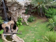 Tiger im Loro Parque