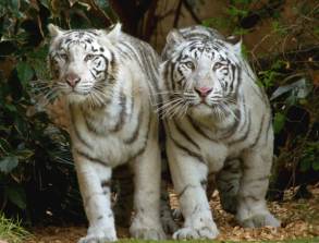 neue Tiger im Loro Parque 2012